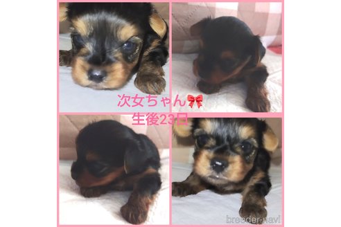 成約済の千葉県のヨークシャーテリア-268315の12枚目