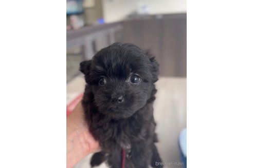 成約済の福岡県のチワプー:チワワ×トイプードル-266452の9枚目