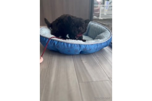 成約済の福岡県のチワプー:チワワ×トイプードル-266452の6枚目