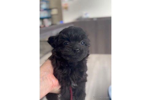 成約済の福岡県のチワプー:チワワ×トイプードル-266452の7枚目