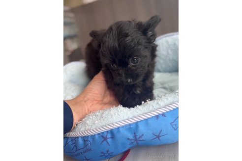 成約済の福岡県のチワプー:チワワ×トイプードル-266452の8枚目