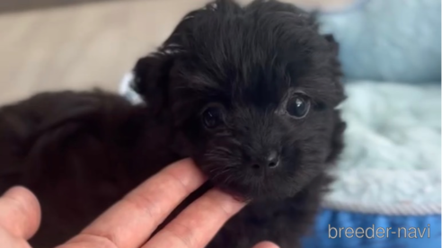 成約済の福岡県のチワプー:チワワ×トイプードル-266452の5枚目