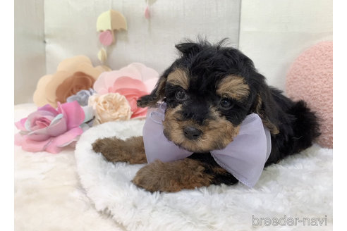 成約済の東京都のミックス犬-271812の20枚目