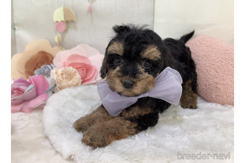 成約済の東京都のミックス犬-271812の19枚目