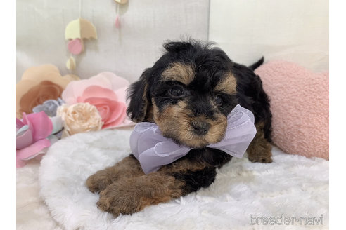 成約済の東京都のミックス犬-271812の18枚目
