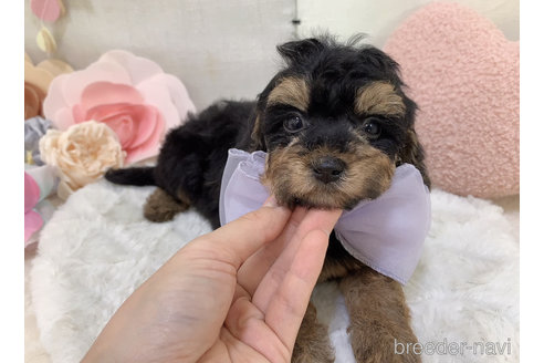 成約済の東京都のミックス犬-271812の17枚目