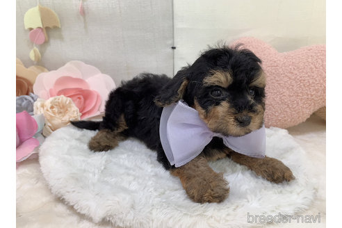 成約済の東京都のミックス犬-271812の16枚目