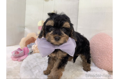成約済の東京都のミックス犬-271812の14枚目