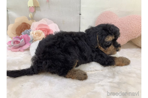 成約済の東京都のミックス犬-271812の13枚目