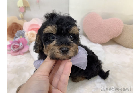 成約済の東京都のミックス犬-271812の12枚目