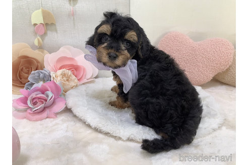 成約済の東京都のミックス犬-271812の10枚目