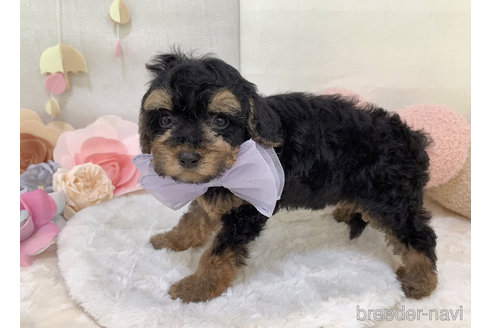 成約済の東京都のミックス犬-271812の11枚目