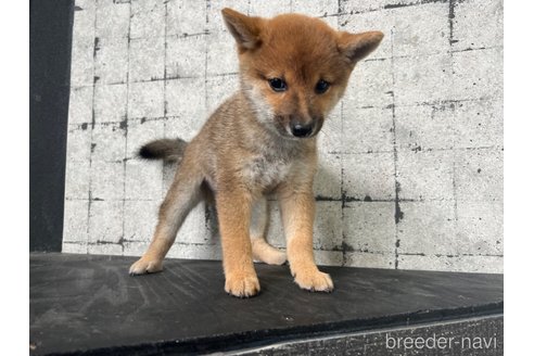 成約済の岡山県の豆柴-263469の4枚目