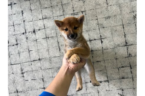 成約済の岡山県の豆柴-263469の6枚目