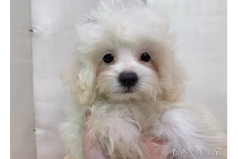成約済の東京都のミックス犬-254192の18枚目