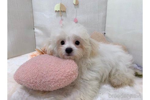 成約済の東京都のミックス犬-254192の17枚目