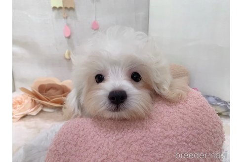 成約済の東京都のミックス犬-254192の16枚目
