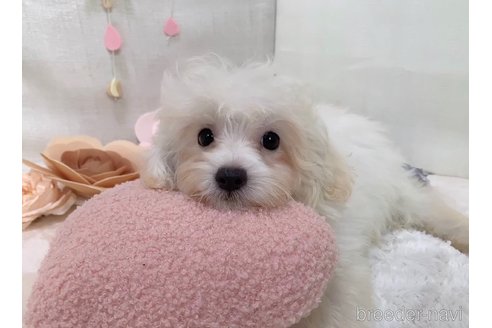 成約済の東京都のミックス犬-254192の15枚目