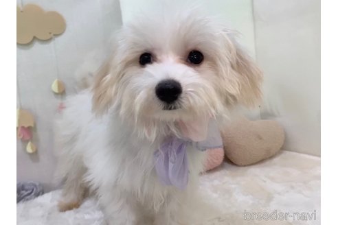 成約済の東京都のミックス犬-246878の11枚目