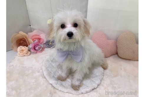 成約済の東京都のミックス犬-246878の10枚目