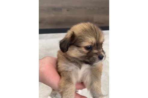 成約済の福岡県のミックス犬-270008の4枚目