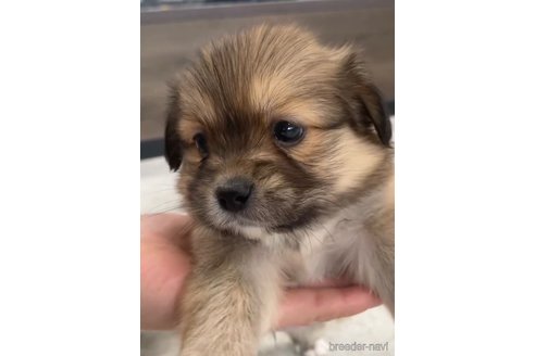 成約済の福岡県のミックス犬-270008の5枚目