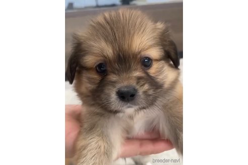 成約済の福岡県のミックス犬-270008の6枚目