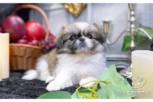 成約済の愛知県のペキニーズ-271825の2枚目