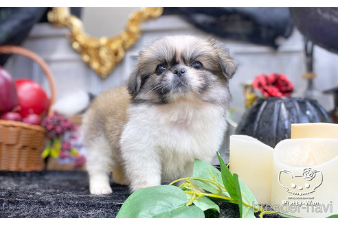 成約済の愛知県のペキニーズ-271825の3枚目