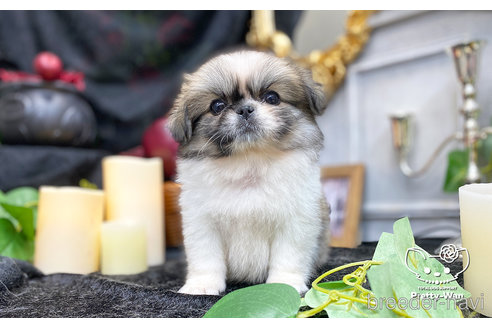 成約済の愛知県のペキニーズ-271825の5枚目