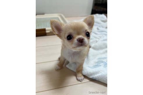 成約済の千葉県のチワワ(ロングコート)-265092の40枚目