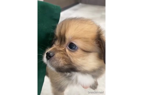 成約済の福岡県のミックス犬-269978の6枚目