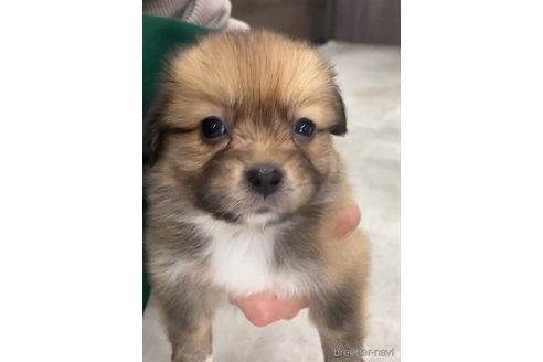 成約済の福岡県のミックス犬-269978の7枚目