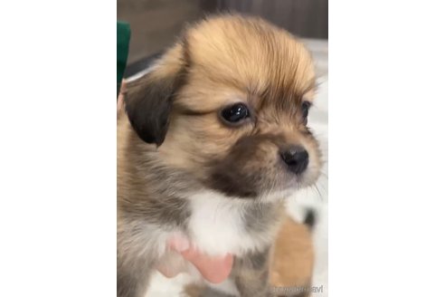 成約済の福岡県のミックス犬-269978の8枚目