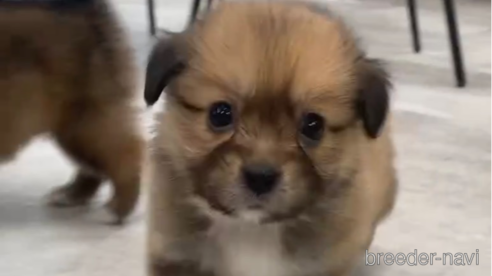 成約済の福岡県のミックス犬-269978の5枚目