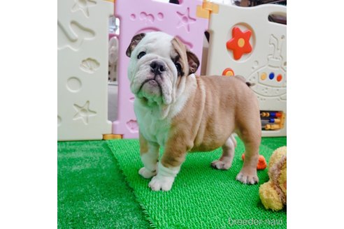 成約済の愛媛県のブルドッグ-263933の3枚目