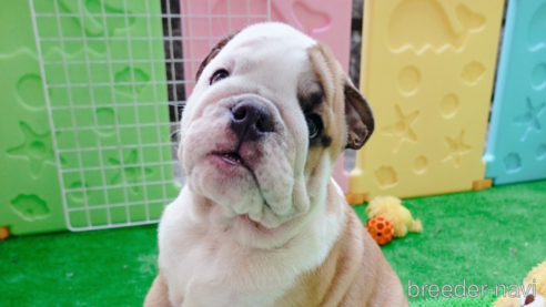 成約済の愛媛県のブルドッグ-263933の1枚目