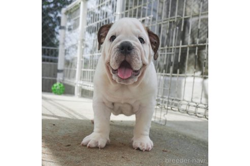 成約済の愛媛県のブルドッグ-263927の4枚目