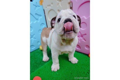 成約済の愛媛県のブルドッグ-263927の3枚目