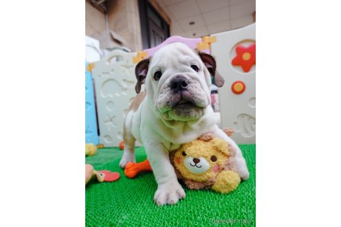 成約済の愛媛県のブルドッグ-263927の2枚目