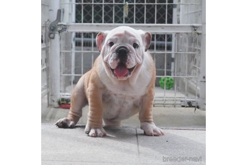 成約済の愛媛県のブルドッグ-255538の3枚目