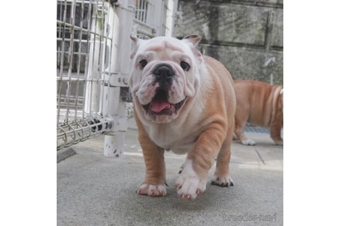 成約済の愛媛県のブルドッグ-255538の2枚目