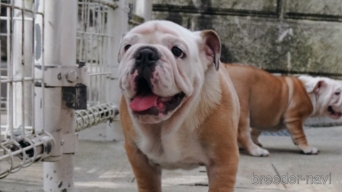 成約済の愛媛県のブルドッグ-255538の1枚目