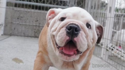 成約済の愛媛県のブルドッグ-255536の1枚目