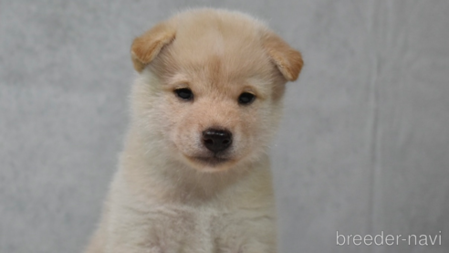 成約済の神奈川県の柴犬-269077の1枚目