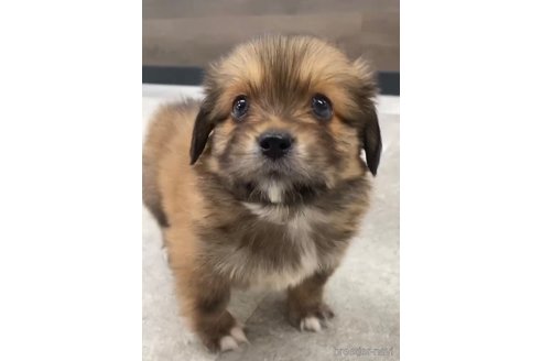 成約済の福岡県のミックス犬-270014の5枚目