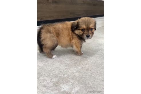 成約済の福岡県のミックス犬-270014の6枚目