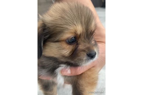 成約済の福岡県のミックス犬-270014の7枚目