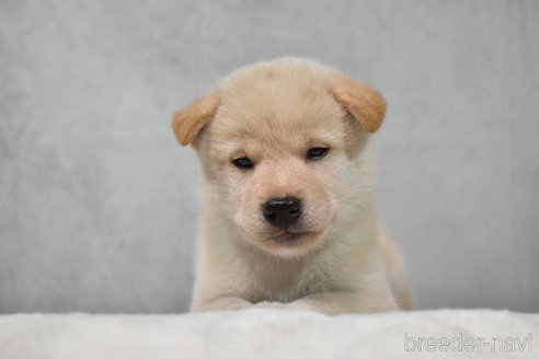 成約済の神奈川県の柴犬-269073の2枚目