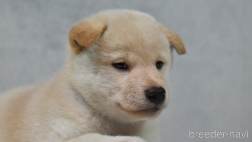 成約済の神奈川県の柴犬-269073の1枚目